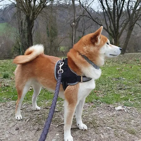 Fogadó Borgo Cadonega Viano