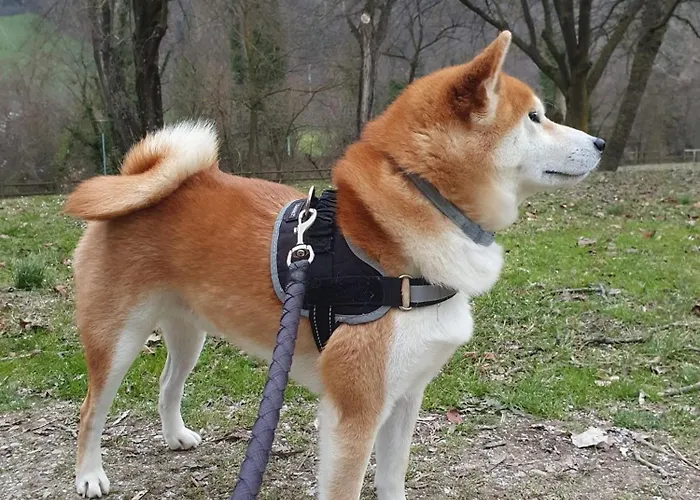 Inn Borgo Cadonega Viano